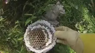 August 16, 2015 Baldfaced Hornet Nest Removal part 3.