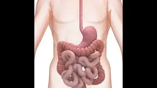 ¿Para qué sirve la fibra? - Nutrición con sabor