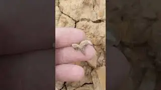 97 million-year-old shark teeth in Texas!