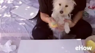 Daisy the Dog Makes Paw Print Art