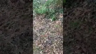 Trespassers caught in the act