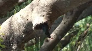 Green Woodhoopoe