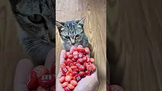 Cat ASMR 🐱 Reverse Beads Video #reverse #cat #asmr #satisfying