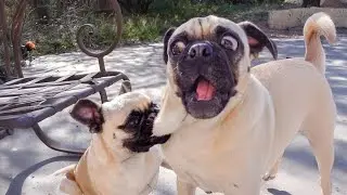 Dogs Being Dogs &ndash; Impossible Not to Laugh!