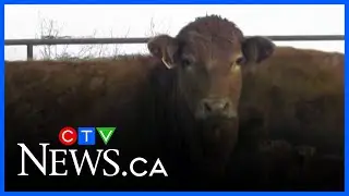 Cattle farmers see increase in business