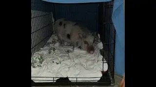 Mini Pig Cage Tour