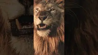 INSANE Lion Attack Story&hellip;.#lions #story #animalshorts