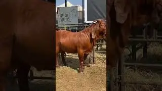 Raza Caprina Kalahari Red ❤️🐐#goats#shortsvideo