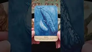 7️⃣Spiritual Insights✨️from Animal Totem Oracle cards #reading #1111 #spiritual #awakening #journey🦋