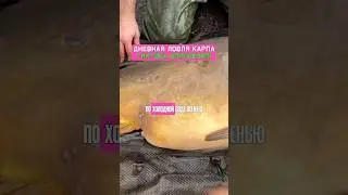 Как поймать много карпа ОСЕНЬЮ?