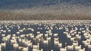 Migration des oies blanches Qu&eacute;bec
