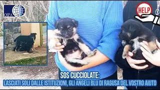 SOS CUCCIOLATE: LASCIATI SOLI DALLE ISTITUZIONI, GLI ANGELI BLU HANNO BISOGNO DELL'AIUTO DI TUTTI.