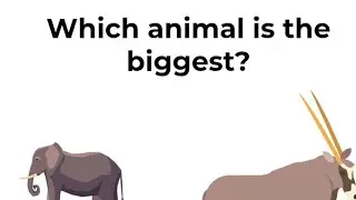 Brain Puzzle Quiz