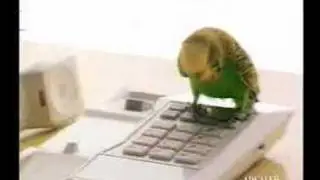 alo paket uyanık kuş