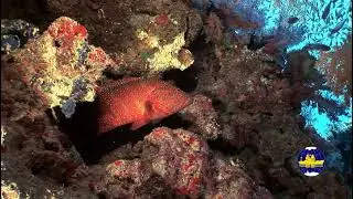 Какие вариации расцветок имеются у Красного кораллового групера &mdash; Cephalopholis miniata ?