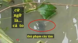 C&acirc;u c&aacute; r&ocirc;, theo k&ecirc;nh 61 (video 98)@3ruongFishing 
