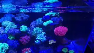 Dear LFS, amazing display tanks is the most important thing you can have!