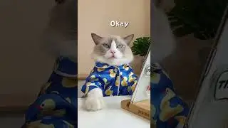 cat learning to cook muddled 😹#thatlittlepuff #catsoftiktok #CODAduetsrecipes #Pet #EatFreshRefresh