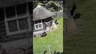 Goat Protects Chicken Friend from Hawk Attack #shorts
