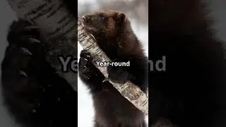 5 Reasons the Wolverine Is the Toughest Animal Ever 2025 #shorts