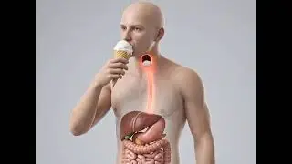 See How Ice Cream Travels Through Your Body!