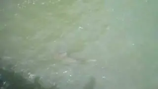Sharks at Springmaid Pier! Myrtle Beach, SC 5/31/10