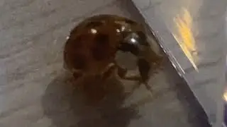 Adorable ladybug cleaning herself