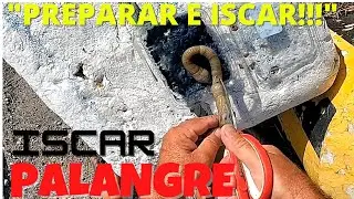 ISCO TITA PALANGRE: PREPARAR E ISCAR PARA SARGO E DOURADA
