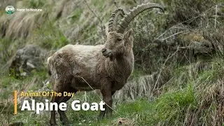 Alpine Goat | Animal Of The Day | Day 5