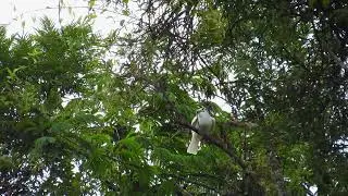 White Bellbird      Araponga blanc (Procnias albus)