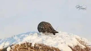 A short eared owl eating snow