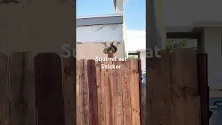 Squirrel eat snickers😊