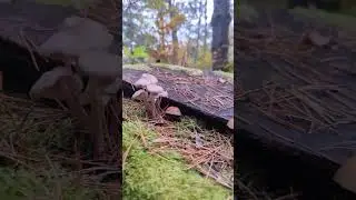 A forest walk finds a 🍄 mushroom condo motherload #forestwalk #mushroomforest #mushrooms