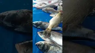 #viralfishmarket#assam#india#highlights #5Mviews