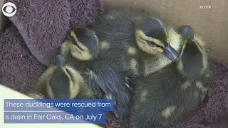 Ducklings rescued from drain