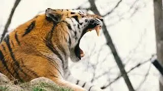 Tiger Stock Footage - Tiger Stock Video - Tiger Free Stock Footage - Stock Footage Free | MadVFX HD