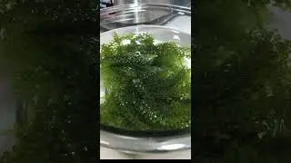 Sea grapes Timelapse #shorts #satisfying #food