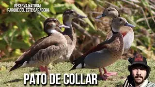 Pato de collar SONIDO 4K (Callonetta leucophrys) Patito arroz, acollarado, Marreca de coleira