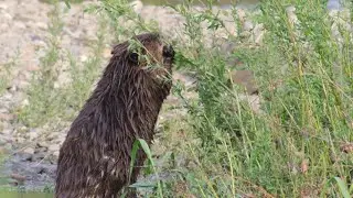 North American beavers: (Castor canadensis) Family: Castoridae. 