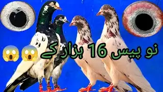 Punjabi Kabutar Golden Taddy Kabootar For Sale in Lahore Birds Markets Taddt pigeon 
