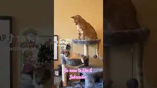 Dog Up Top, Roly in the Bowl. Wait for Mary Beth 👀🐱