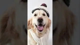 Shocking Emotional Support Animal Fact You Never Knew!