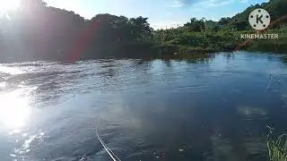 snake head fish missing