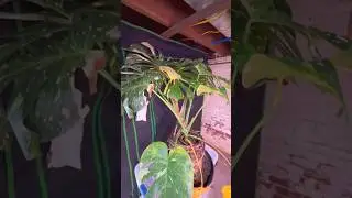 time for a bigger pot. #plants #monstera #thaiconstellation #fyp #indoorgreenhouse