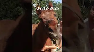 #24 Les chevaux qui ont marqu&eacute; mon travail de praticienne - Lord et Lavina