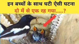 magpie robin birds | #magpie | magpie baby birds