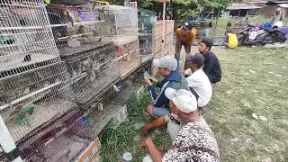 BURUNG MURAH MERIAH YANG PENG BISA BUAT TEMEN NGOPI