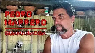 Palomar de Conquista de Pedrito en Guanabacoa, Agosto del 2019