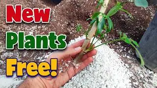 How to Propagate Schefflera Successfully (Beginner Friendly!)