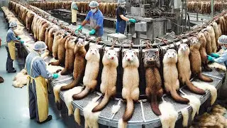 Harvest Millions Tons of Mink Fur Each Year &ndash; Mink Fur Processing Technology